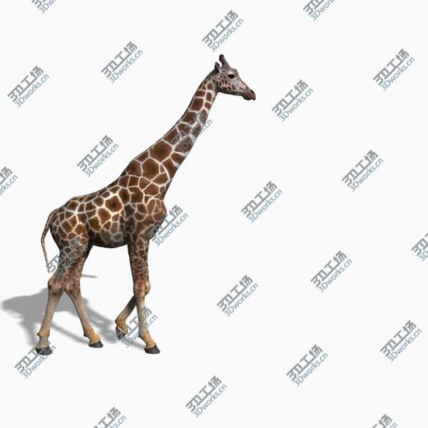 images/goods_img/202105072/Photoreal HD Giraffe/3.jpg